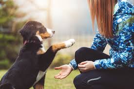 Lucky Dog Training Center