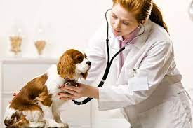 Harvest Hills Veterinary Hospital