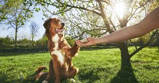 Lucky Dog Training Center
