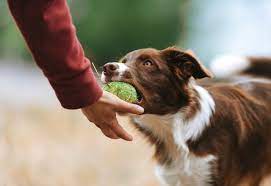 A Different Kind of Dog Behavior Center