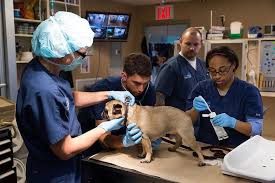 405 Vet Animal Hospital