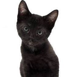 Black Cat Holistic Rescue