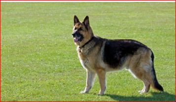 Dogs' Purpaws, LLC