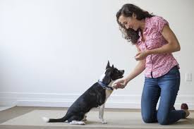 DALLAS DOG TRAINING