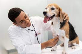 Lake Union Veterinary Clinic