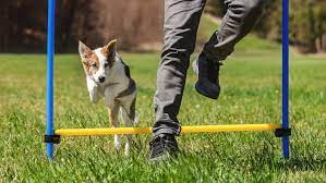 Cathy's Canines Dog Training