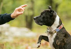 Lucky Dog Training Center