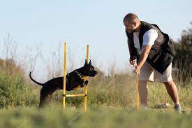 Okc K9 Academy LLC