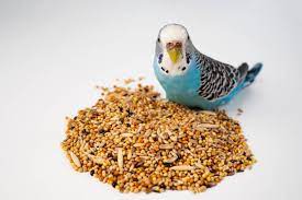Pet Supermarket