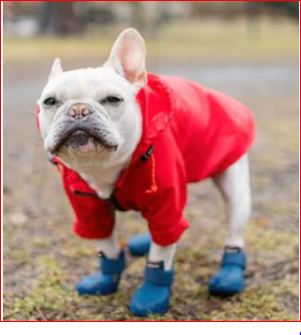 Wagwear
