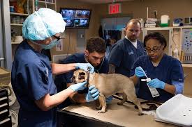 Animal Emergency & Surgical Center