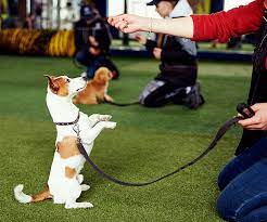 All Dogs Unleashed Dog Training OKC