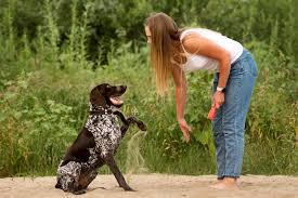 Proven K9 Training DFW