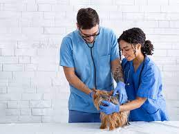 Ballard Animal Hospital