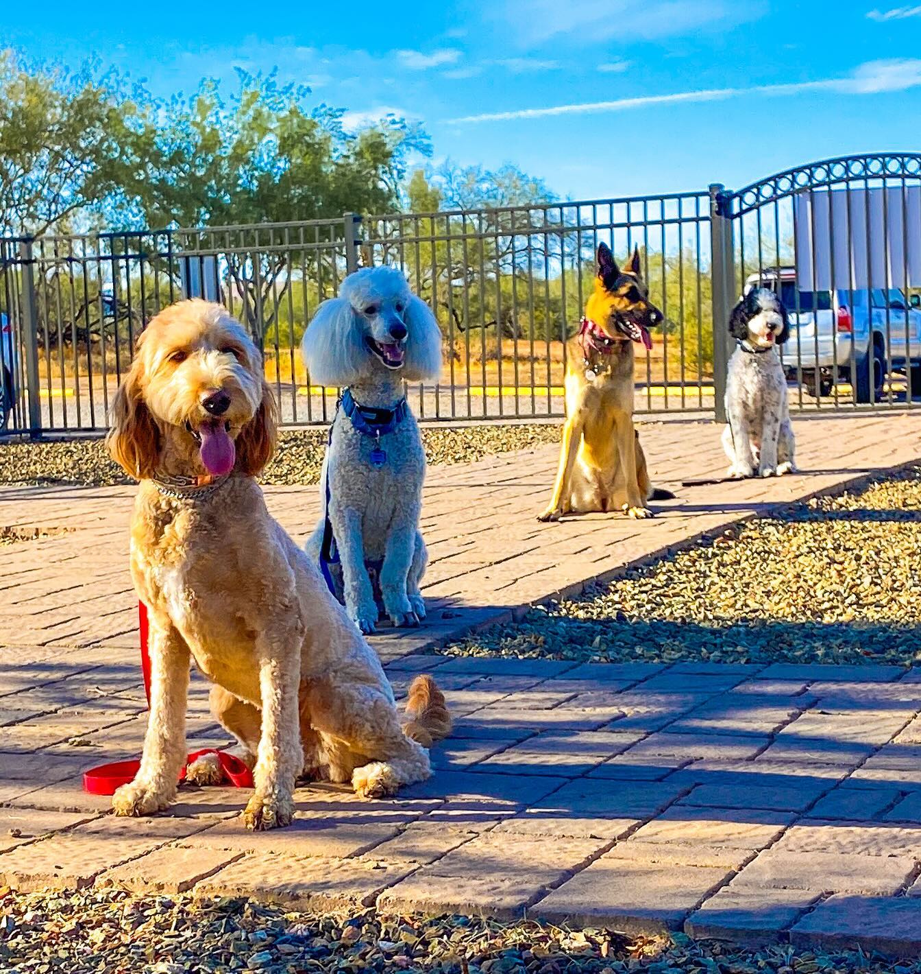 Partners Dog Training, Resort and Daycare