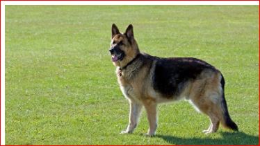 Dogs' Purpaws, LLC